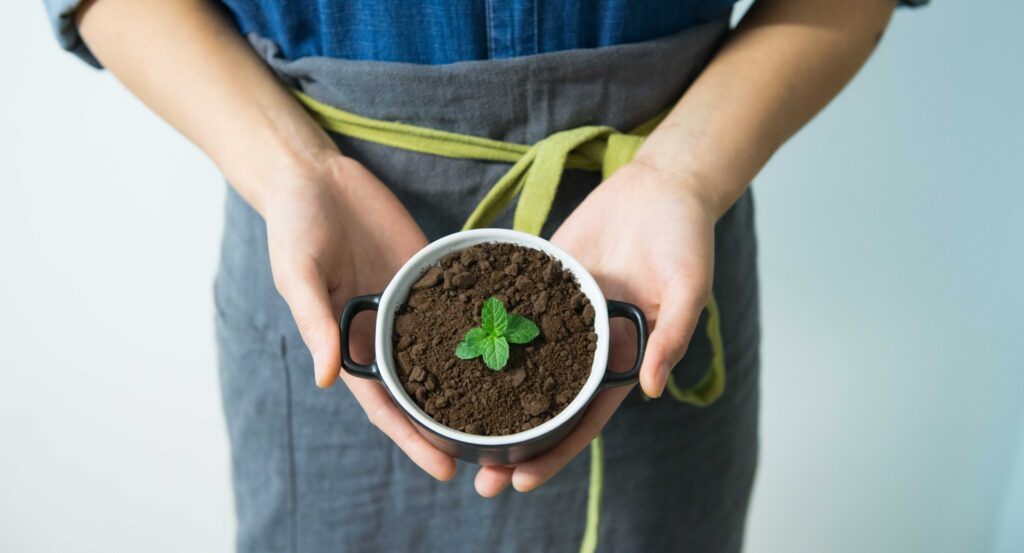 small green shoots out of a pot