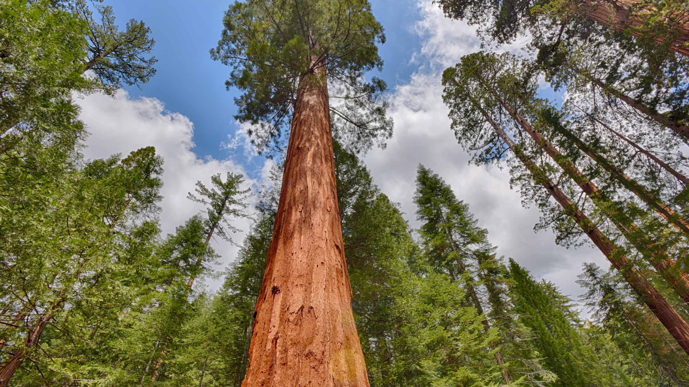 The Shifting Landscape of U.S. Climate Action: Insights for 2025